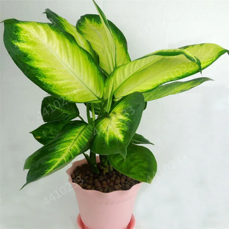 150 шт Искусственный diefffenbachia | Дом и сад