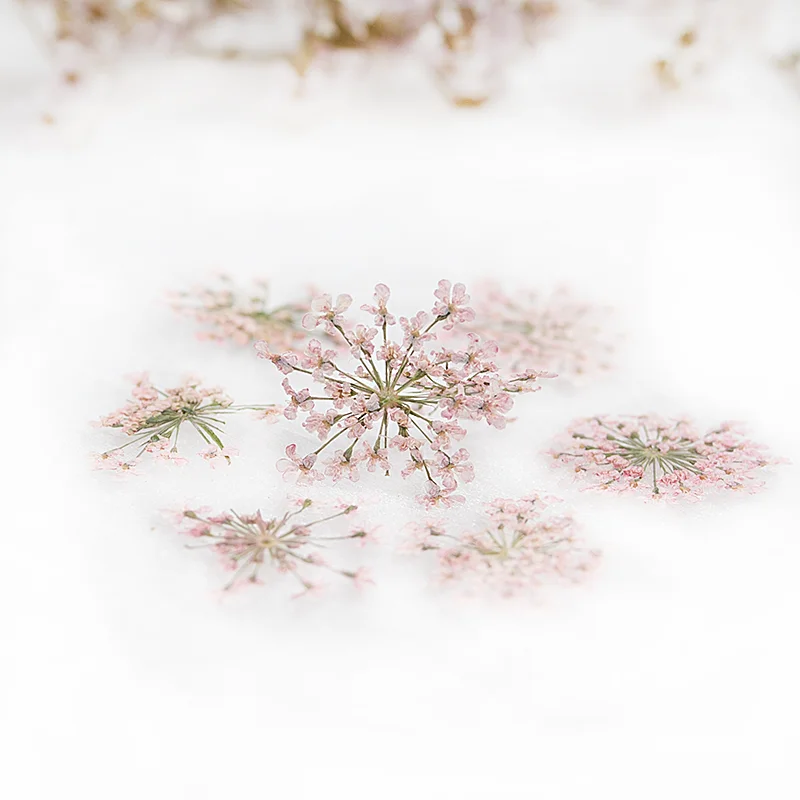 

13pcs Dried Flower Ammi Majus Flower Dry Plants for Nail Art Epoxy Resin Pendant Necklace Jewelry Making Craft DIY Accessories