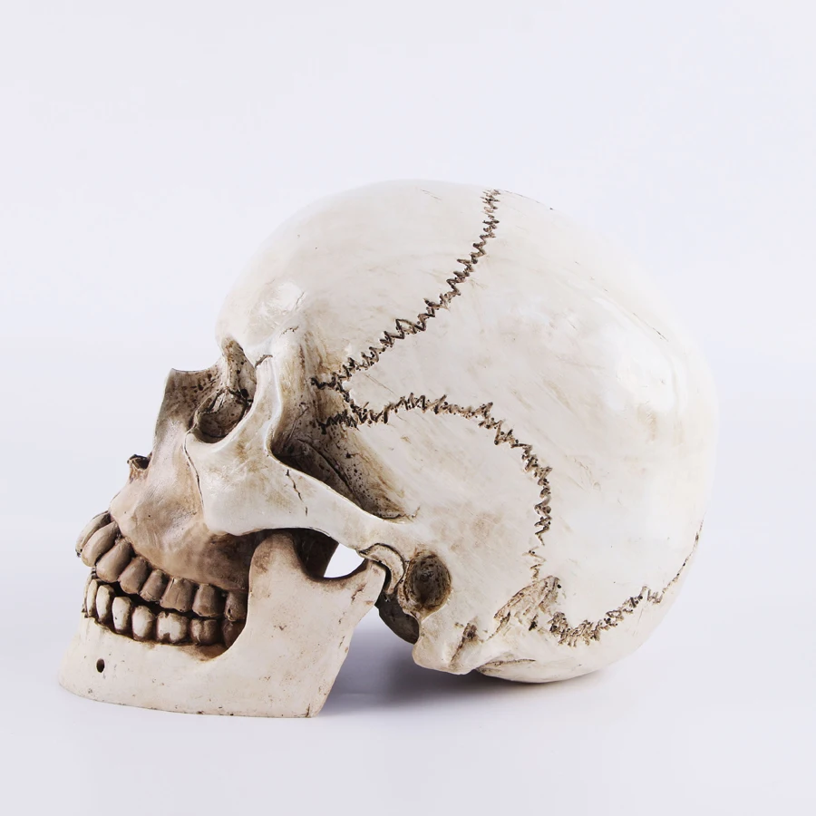 Голова человека в масштабе 1:1 размер взрослых копия черепа из смолы медицинская