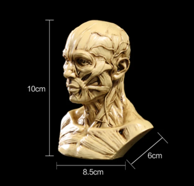 1:1 модель мышечной структуры головы человека черепа анатомическая смола