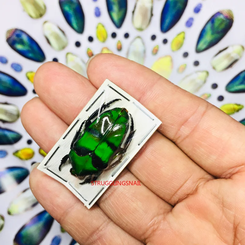 

Real Jewel Beetle Specimen Home Decor Ischiopsopha Bifasciata Scarab Beetle Educational Teaching / Natural Specimen Decoration