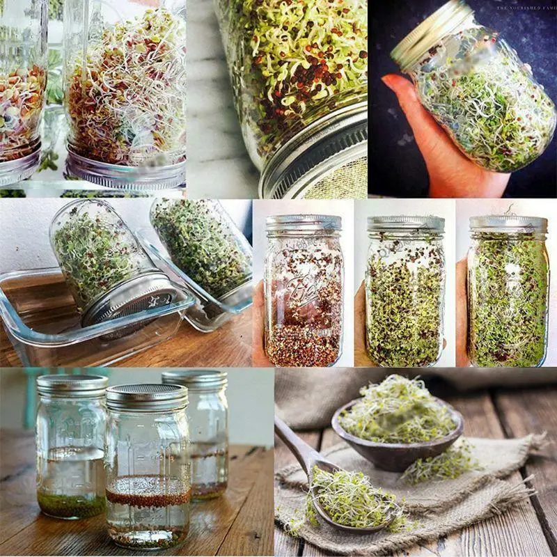 

Sprouting Jar with Stainless Steel Screen Lid Wide Mouth Quart Mason Sprouter