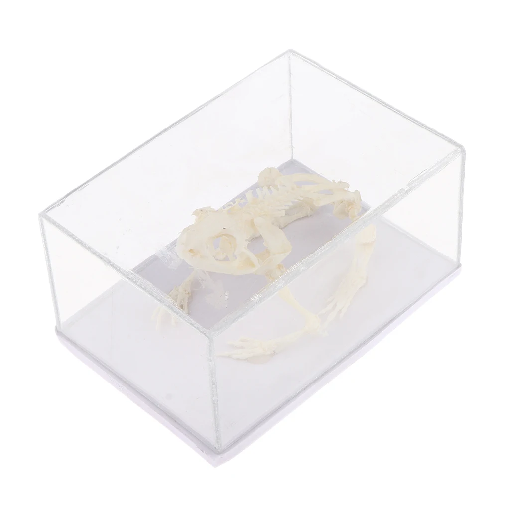 

Animal Skeleton Embedded Specimen in Clear Box Collection Birthday Gifts for