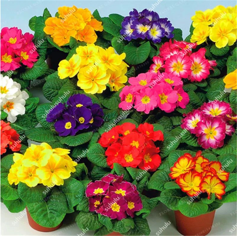 100 шт Искусственный Примула | Дом и сад