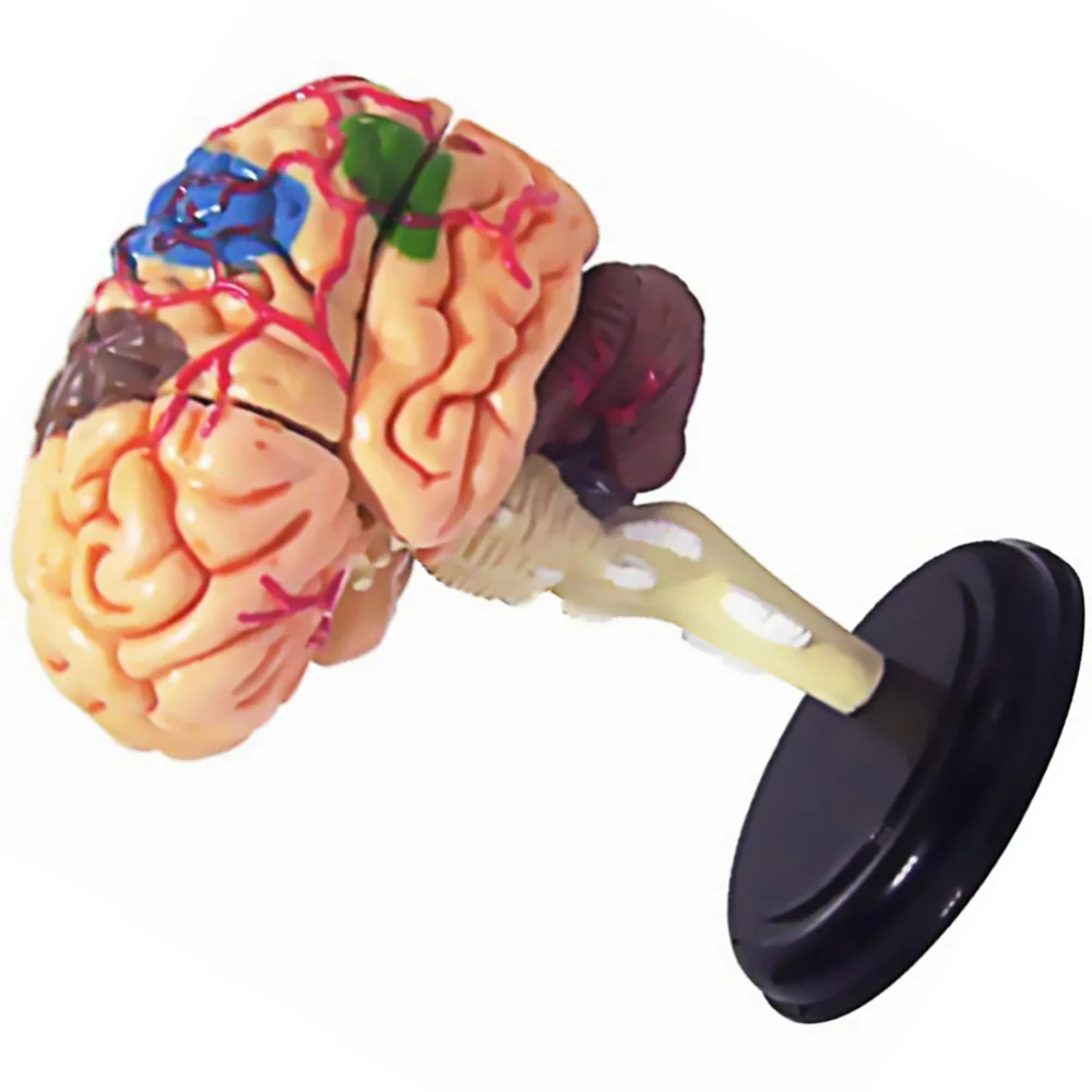 

Human Brain Model Anatomy for Science Classroom Study Display Teaching