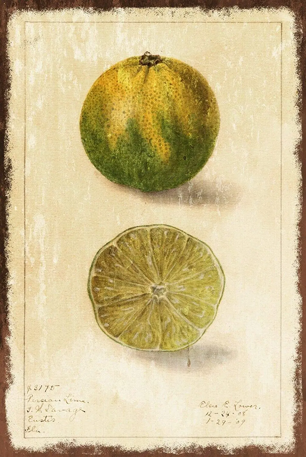 

Lime Vintage Illustration Metal Tin Sign 12x8 Inch Decor Travel Tin Sign