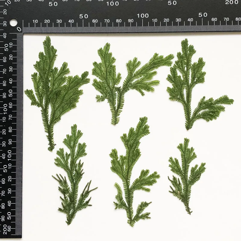 24 шт./4-6 см натуральная прессованная ветка плаунка зеленая трава цветы DIY