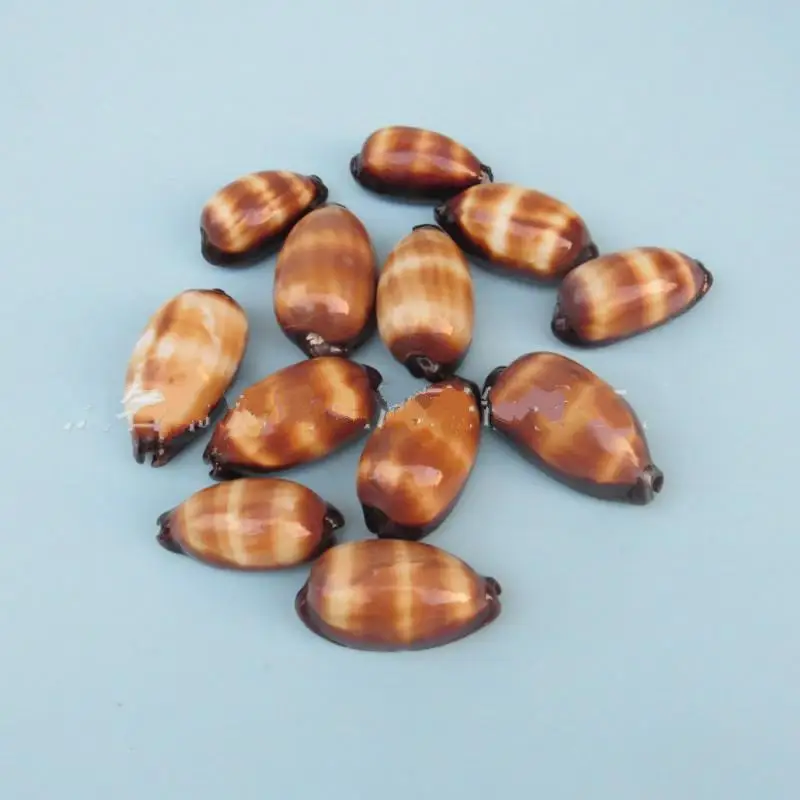 

conch shell snail aquarium