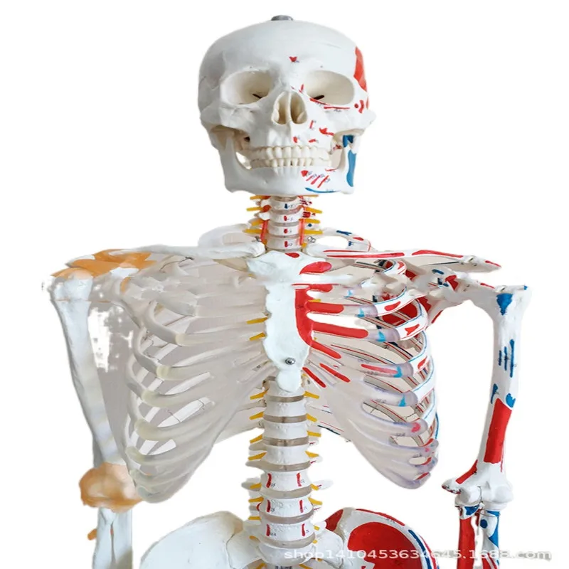 

Yikang science and education human skeletal muscle ligament starting anatomical model