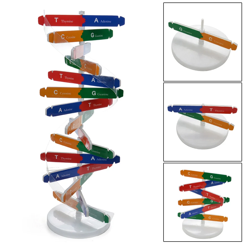 DIY DNA модель научный биологический эксперимент детская сборка обучающая игрушка