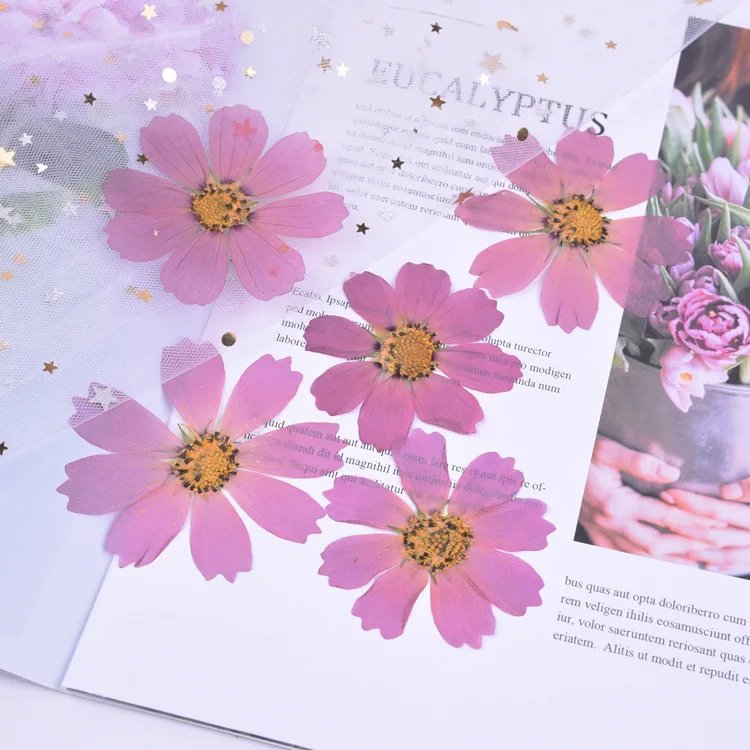 10 шт. новый натуральный прессованный цветок Galsang реальный на ощупь сушеный