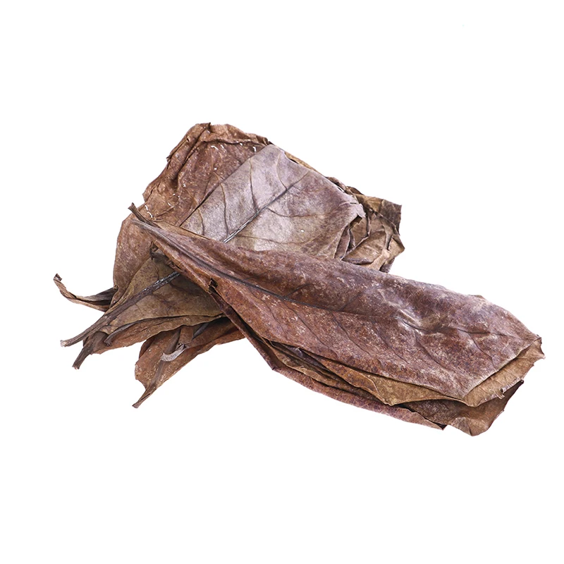 20 шт. натуральные листья миндального дерева индийское миндальное дерево