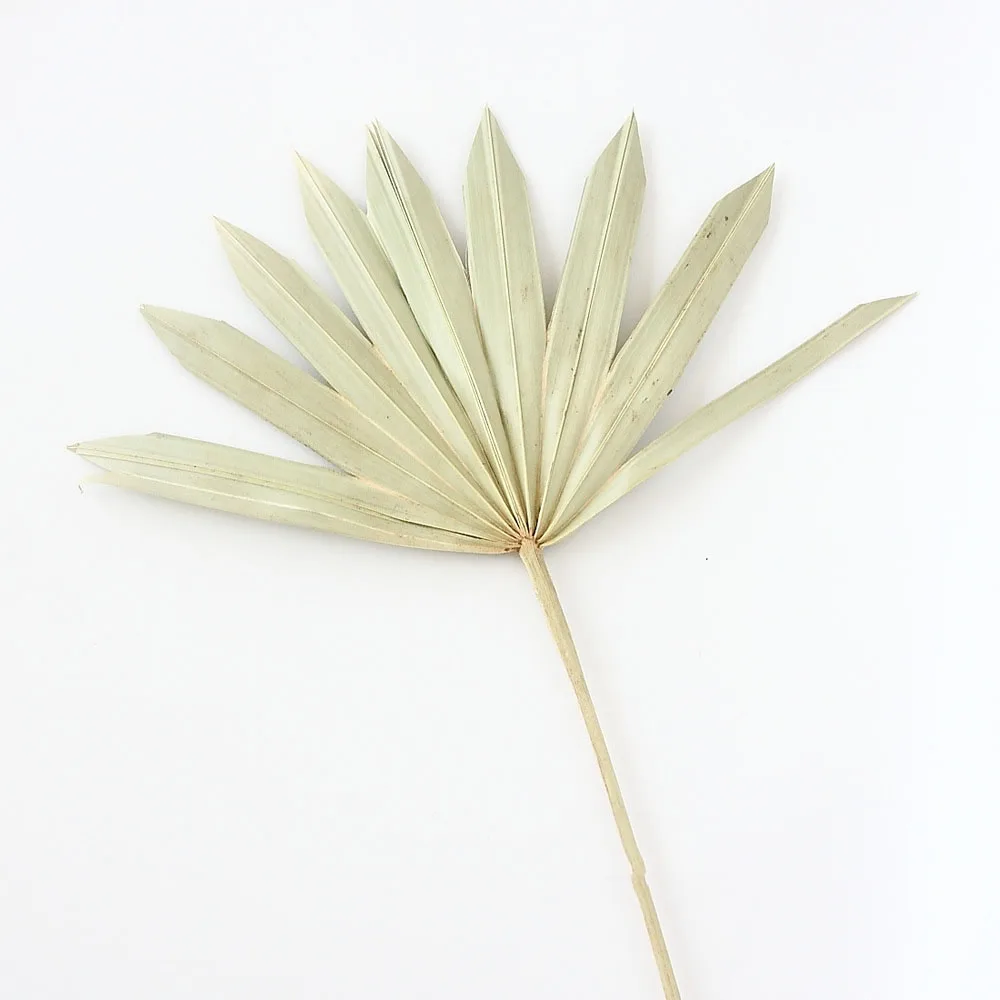 Натуральный сушеный цветок кошачий хвост веер растения в скандинавском стиле