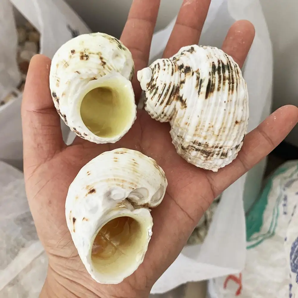 Натуральные желтые улитки ракушки украшения для семейных ракушек раковины