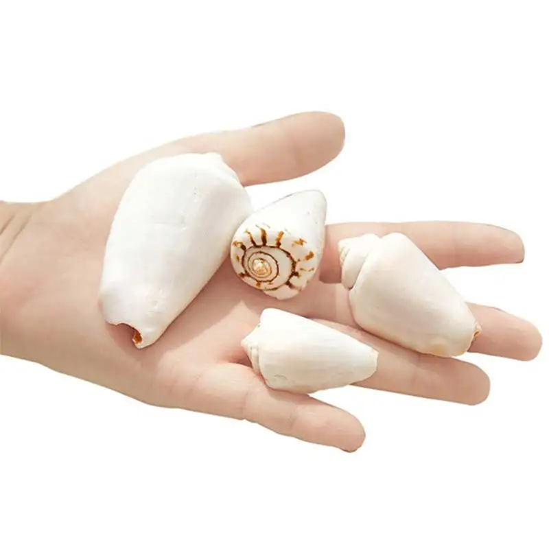 

Natural Conch Shells Starfish Coral Reefs Small Yellow Rice Snail Shell Seascape Natural Micro Landscape Ornaments