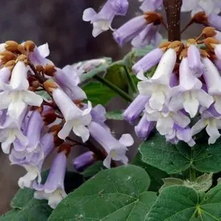 150 шт. павловния|Искусственные и сухие цветы| |