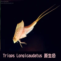 new triops longicaudatus for aquarium pets i harvested eggs on april 10th 50k