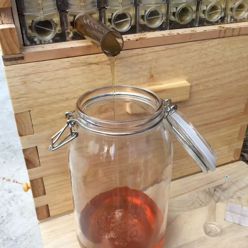 Модернизированный в виде пчелиных сот с 7 шт. внутренний гнездо + принцесс