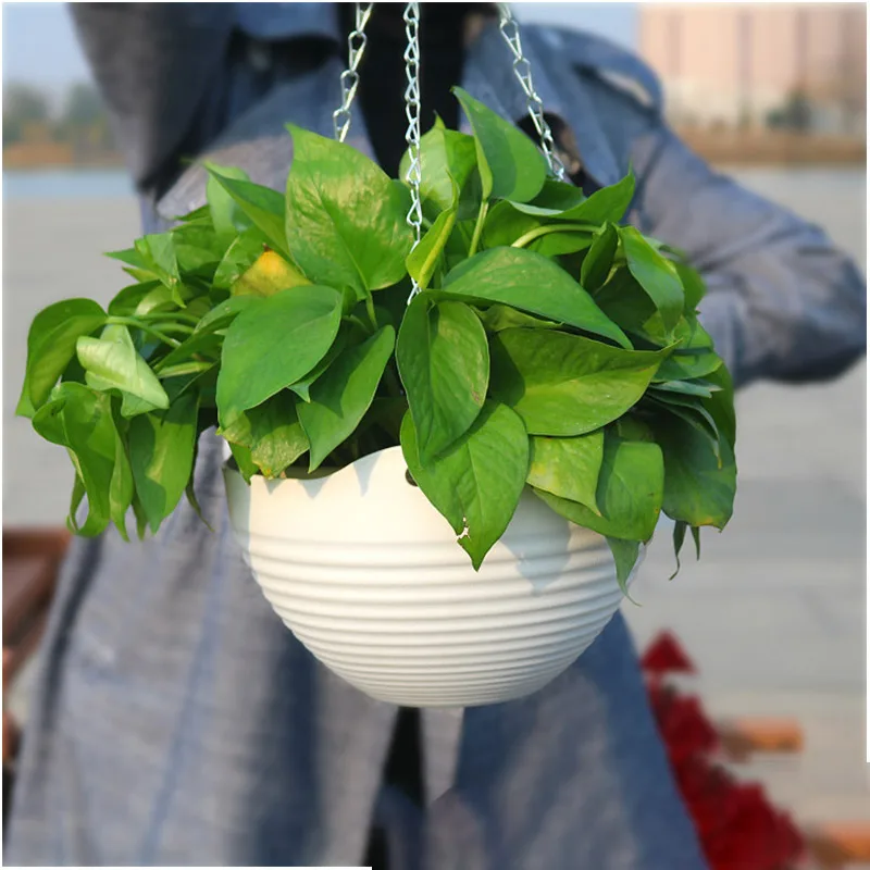 2 шт. круглые каучуковые растения | Дом и сад