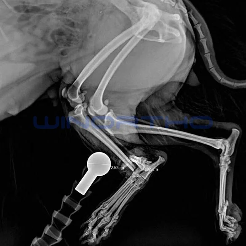 Рентгеновский опорный шар, радиографический ветеринарный ортопедический инструмент, животное диаметром 25 мм, ПЭТ от AliExpress RU&CIS NEW