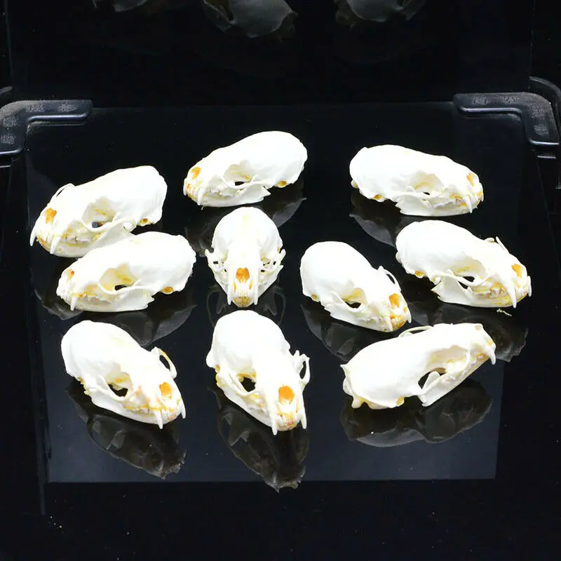 

10pcs Real mink skulls, fine animal specimens, skull gifts size 7CM