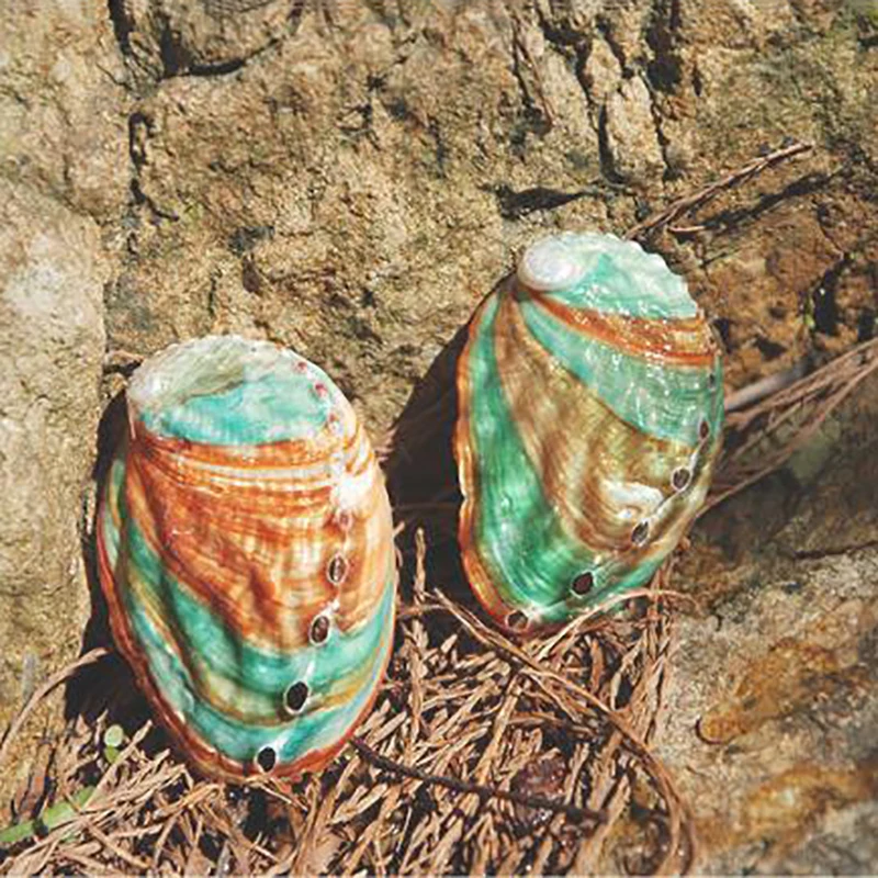 2 шт. 6-7 см Морская раковина натуральный раковины DIY материал ручной работы