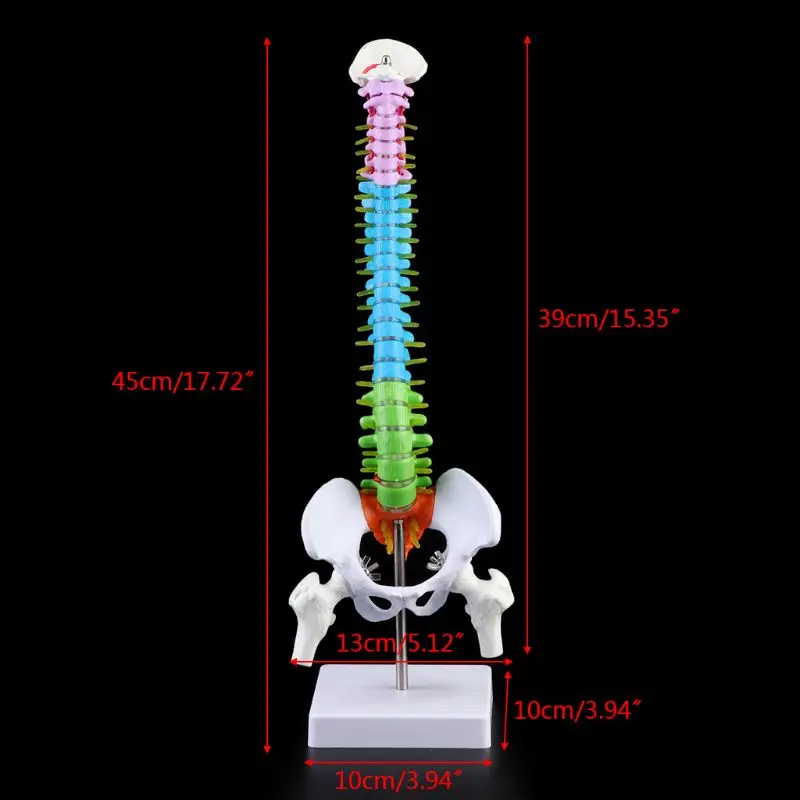 

45cm Flexible Human Spinal Column Vertebral Lumbar Curve Anatomical Model Anatomy Spine Teaching Tool