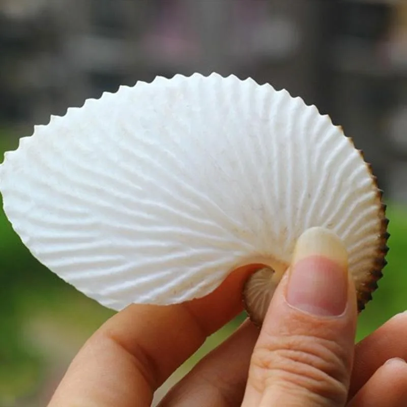 1pc 5cm Natural Conch Shell Mediterranean Terraces Wall Decoration Collection Gifts Large Octopus Coral Snail Shells Specimens | Дом и сад