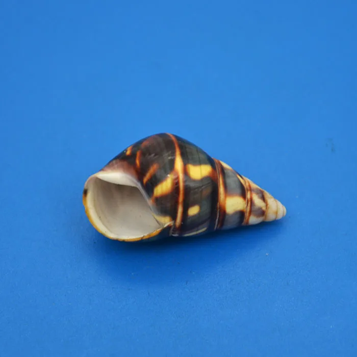 

3 cm snail natural rare and beautiful snail shell collection