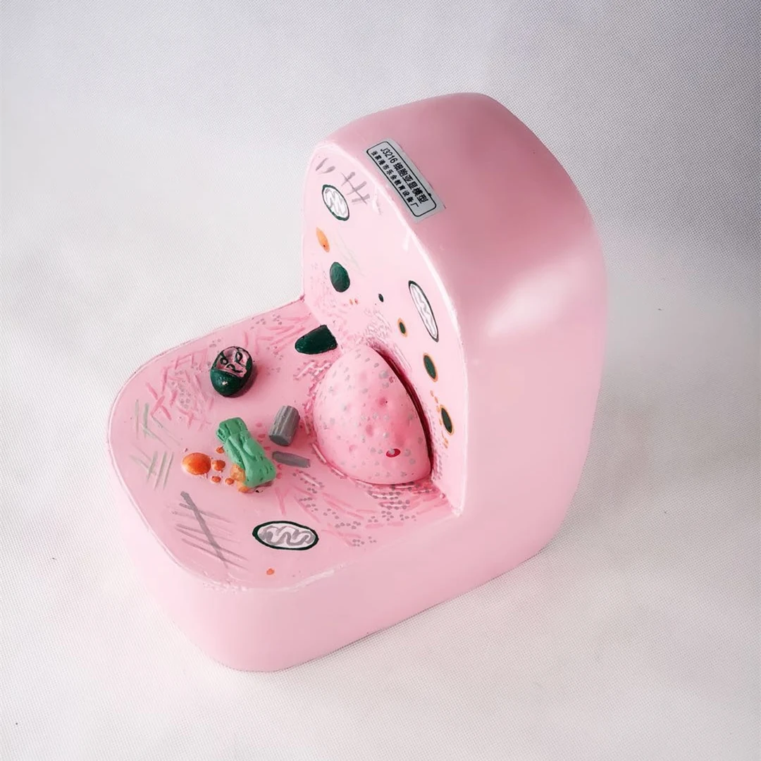 4D модель анатомического скелета животных мерная игрушка научное учебное