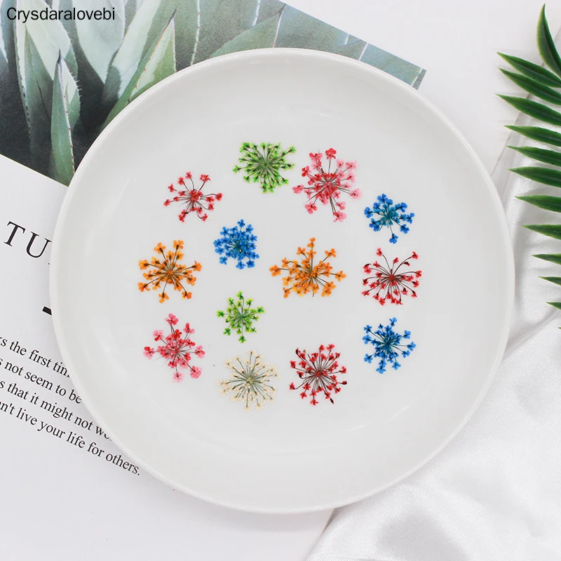 

156pcs Dried Pressed 20-25mm Ammi Majus Flower Plants Herbarium For Jewelry Postcard Bookmark Phone Case Candle Scrapbook Making