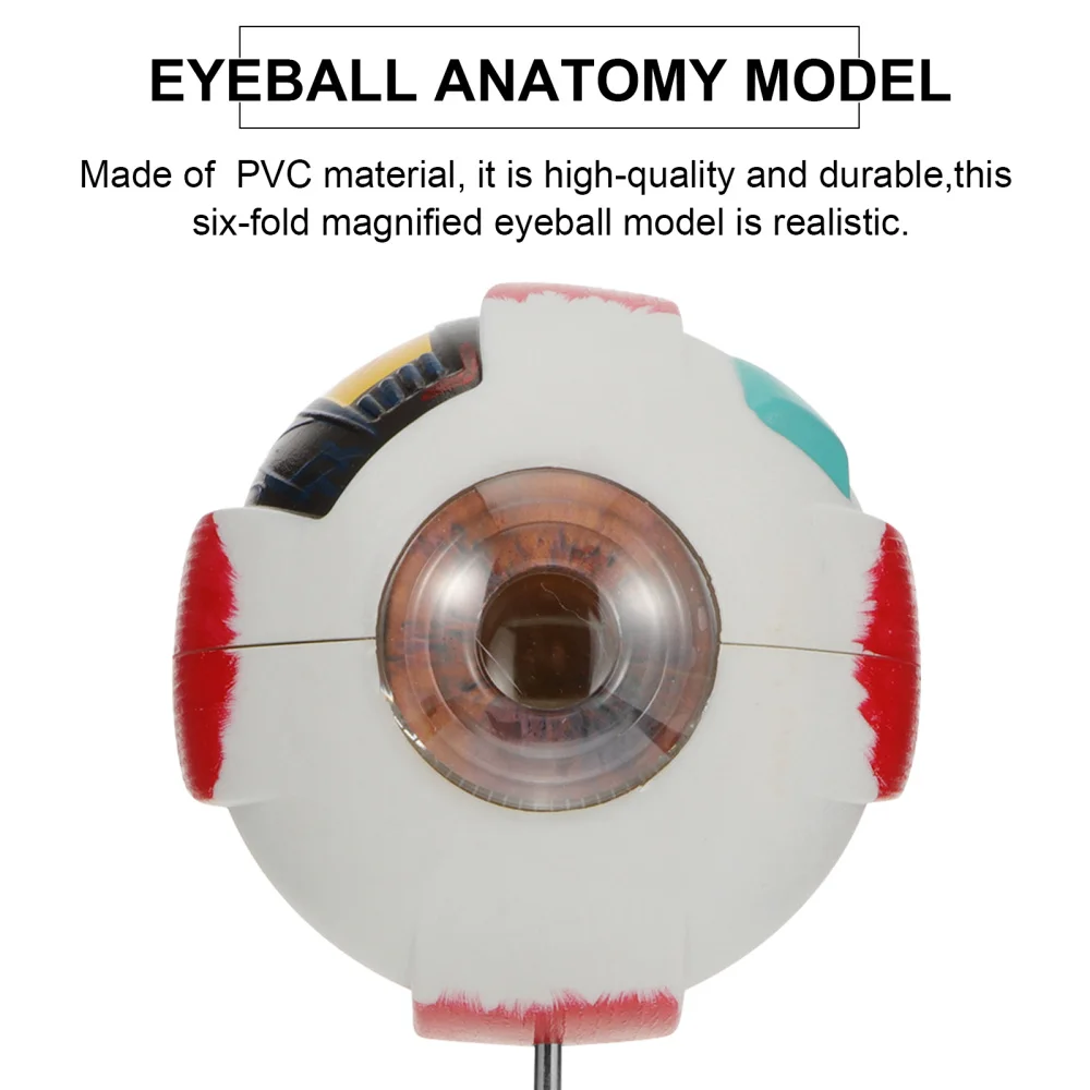 

1Pc Eyeball Anatomy Model Human Eyeball Model Human Eye Anatomical Model