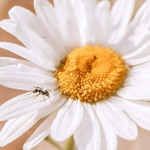 

ULANZI 10X Macro Phone Camera Lens,75mm Super Macro Clip on Mobile Phone Lens for iPhone 12 Pro Max 11 X XS Max 8 Pixel Samsung