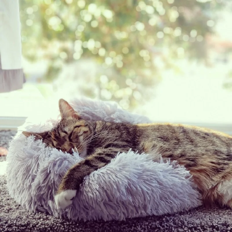 Novelty Pet Beds Round Plush Cat Bed Winter Warm Sleeping House comfortable Dog For Small Dogs Cats Nest Puppy Mat | Дом и сад