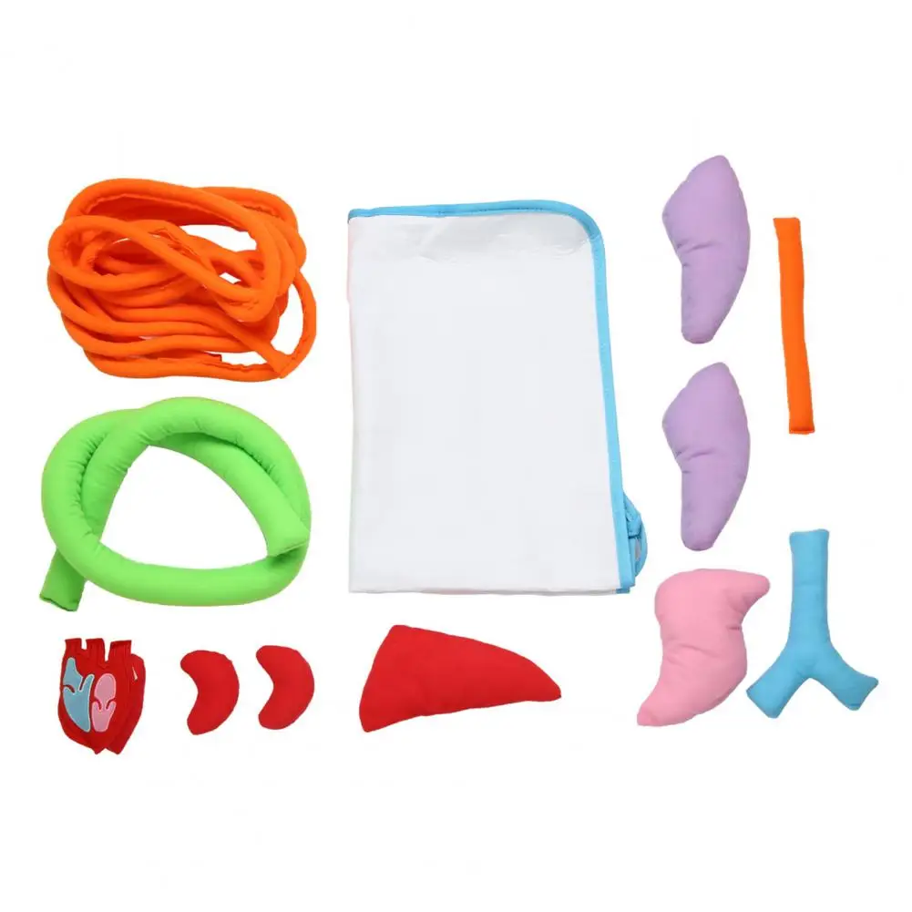 

Anatomy Apron Human Body Organ Educational Tool Children Preschool Teaching Aid Household Merchandises Cleaning Tools Accessory