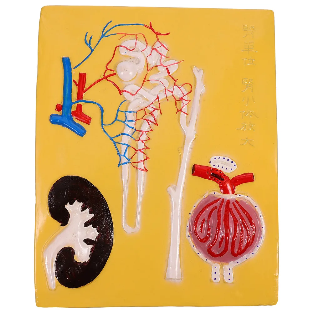 

1Pc Renal Corpuscle and Nephron Model Educational Model Anatomical Model