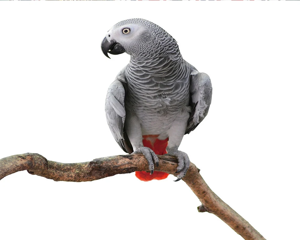 

3d Cartoon Animal Curtain Modern Animal Window 3d Curtain Cute Bird 3d Digital Printing HD Practical Beautiful Curtains