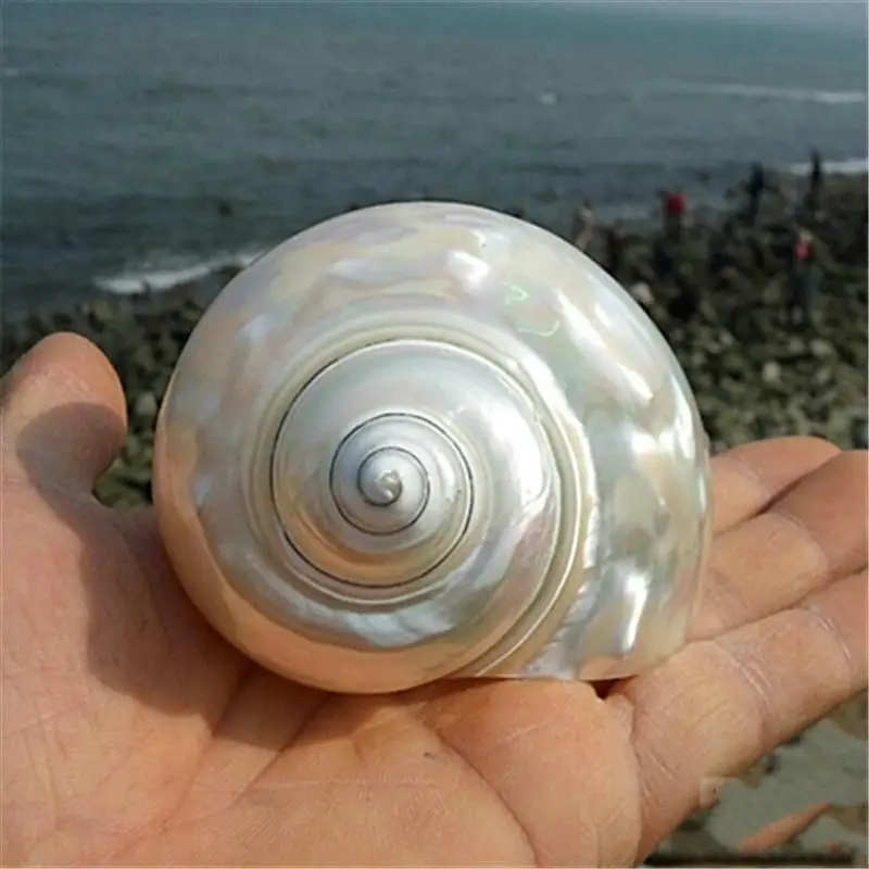 

Natural conch shell large snails aquarium landscaping Mediterranean seashells decorative large seashell sea natural shells