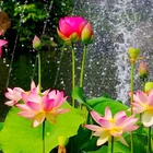 Алмазная живопись, цветок лотоса, 5d, мозаика сделай сам, полностью квадратная, круглая, алмазная вышивка Стразы, алмазная вышивка, картины, распродажа