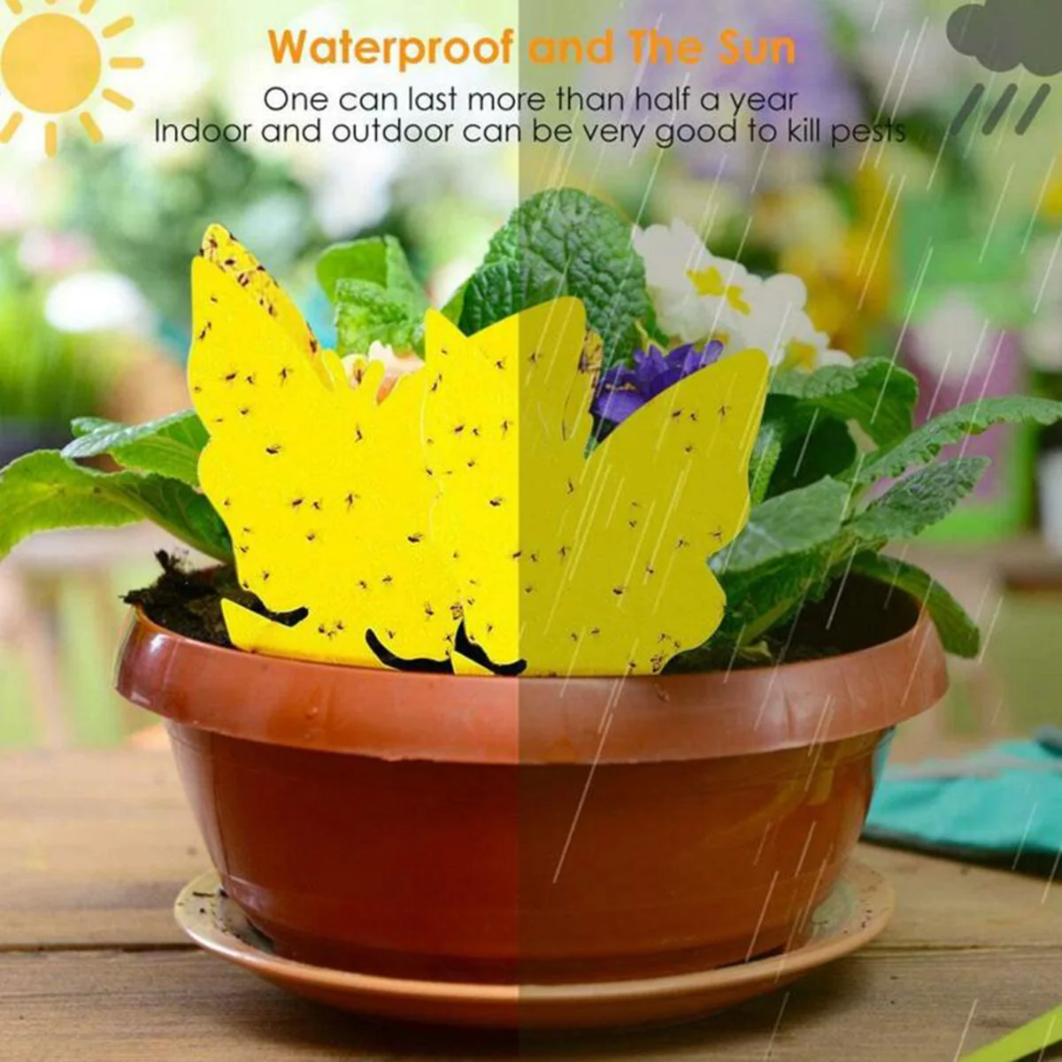 

Sticky Insect Board Trap Fruit Fly Gnat Trap Yellow Sticky Bug Practical