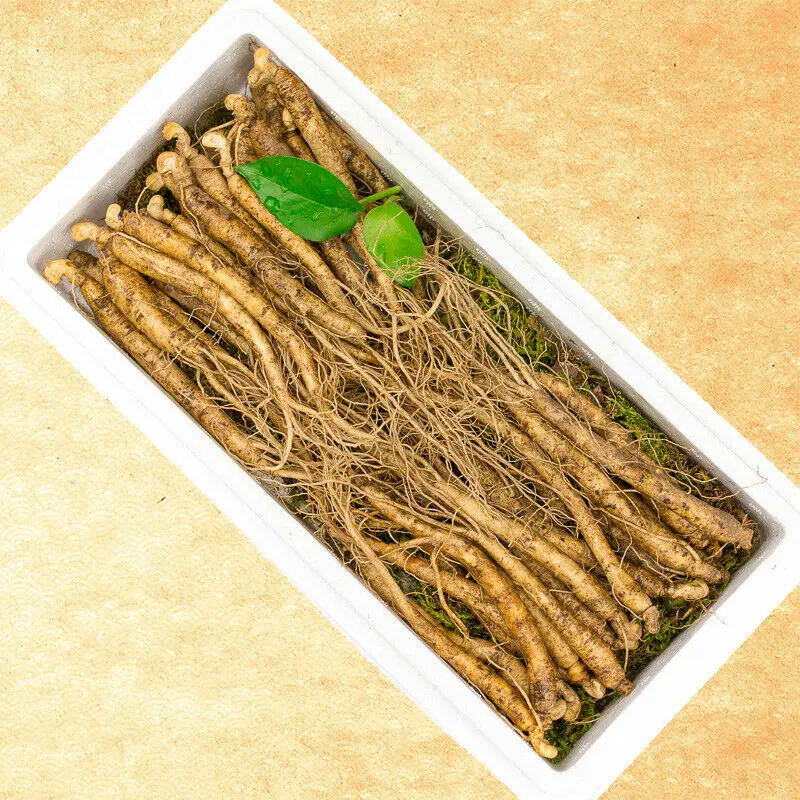 Знойного корень. Valeriana officinalis корень. Корень дикого женьшеня. Корень крапивы в аптеке. Корневище крапивы.