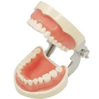 Стоматологическая модель обучения 32 съемные зубы модель зубов зубной Зуб модель зубной стоматологии оборудование для обучения ротовой полости полимерные зубные инструменты