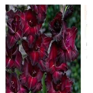 5 Ngryise 10 шт набор Vaniot Houtt gladiolus лампочка - Цвет: 5