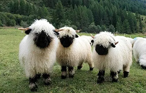 

Valais Blacknose Sheep Novelty Metal Sign Home Man Cave Wall Decoration 12X16 inch