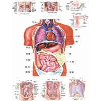 canvas schematic diagram of the internal organs of the human body 1pc