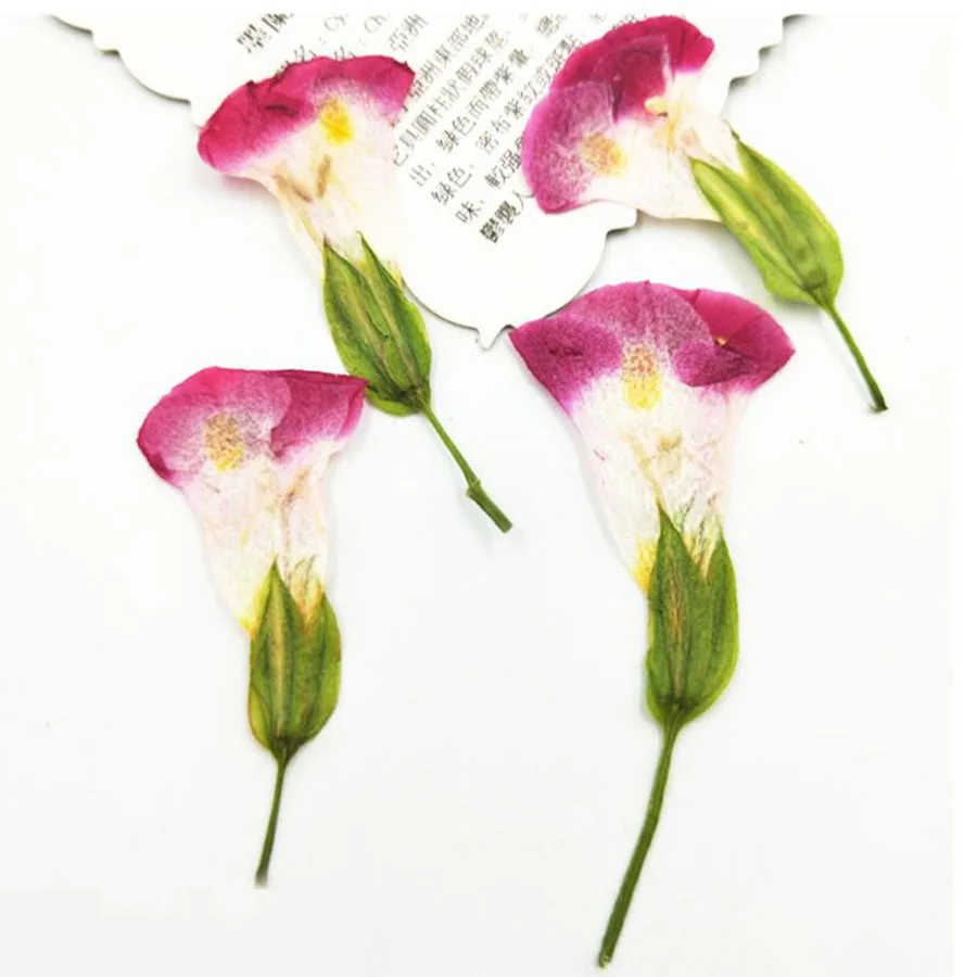 12 шт. прессованный высушенный Torenia fournieri цветочных растений Гербария для
