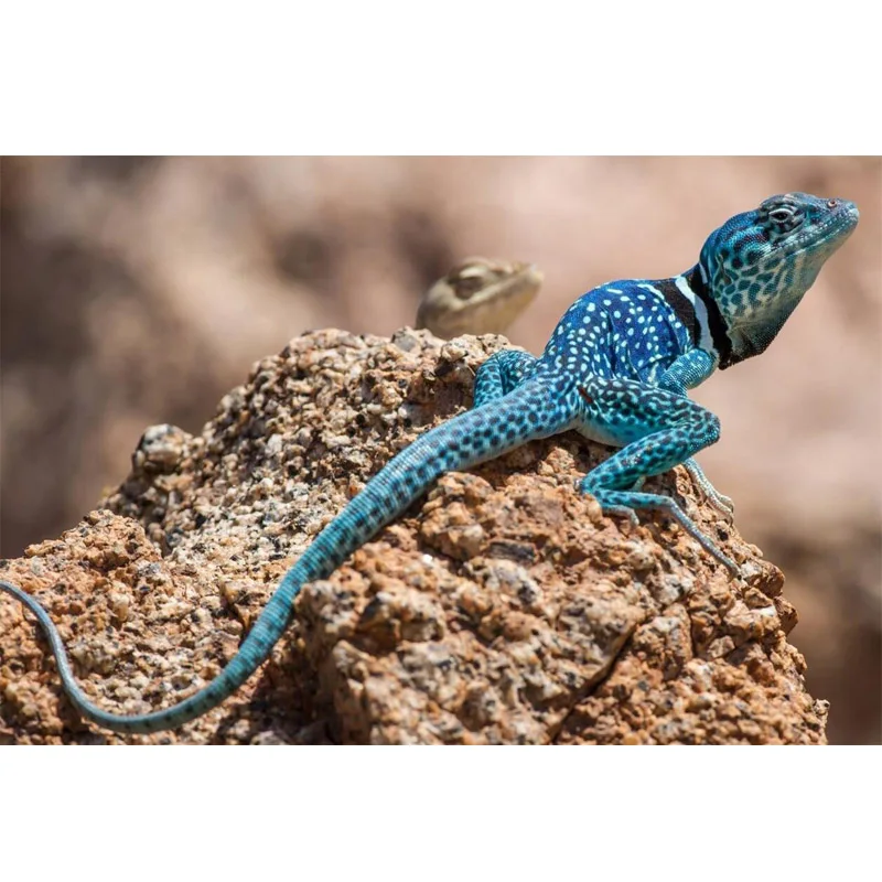 Новая Алмазная вышивка ящерица мозаика картина сделай сам полная выкладка