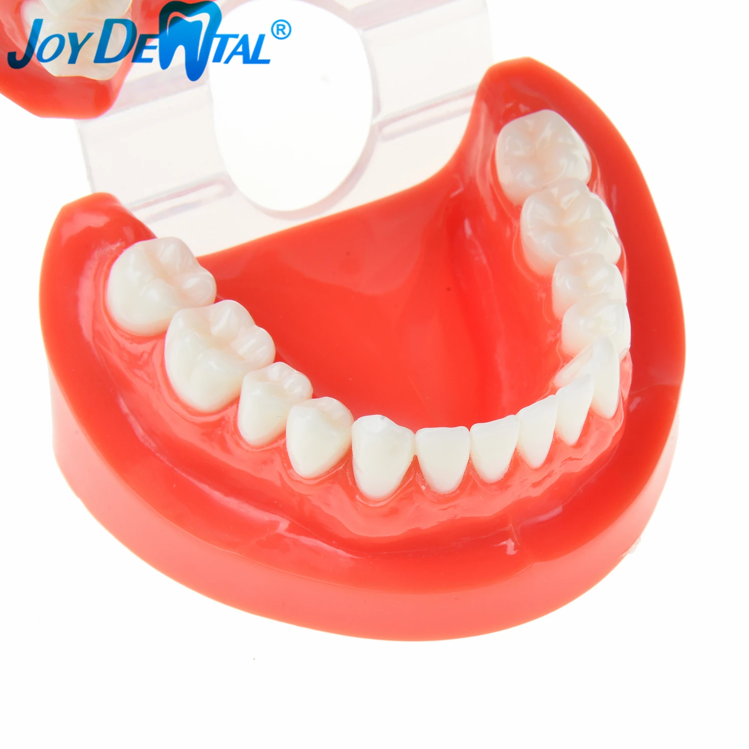 Зубы для обучения стоматологии зубы взрослых стандартная модель зубов