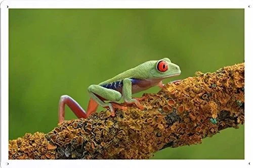 

World Animal Poster - Frog Tin Sign