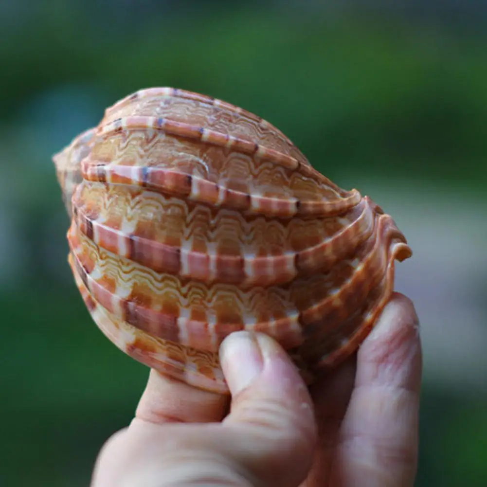 

Natural Conch Shell Fish Tank Aquarium Roll Shellfish, Shrimp And Crab Hermit Gift Office Decoration Wall Stickers